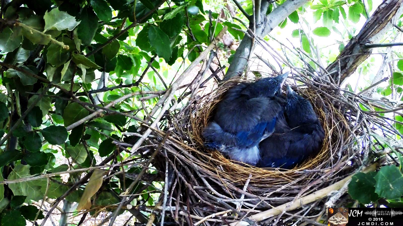 Scrub Jay Documentary chicks resting